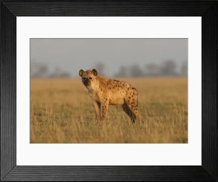 Framed Print : Picture No. 10895699 Framed Print : Picture No. 10895699