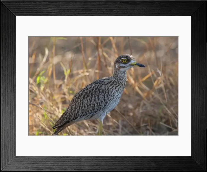 Framed Print : Picture No. 10895703 Framed Print : Picture No. 10895703