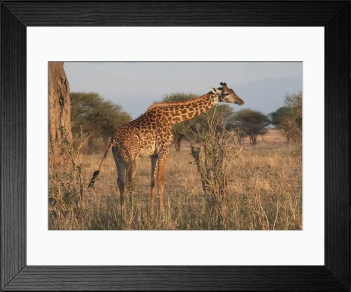 Framed Print : Picture No. 10895704 Framed Print : Picture No. 10895704