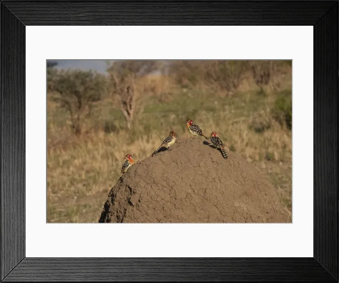 Framed Print : Picture No. 10895706 Framed Print : Picture No. 10895706