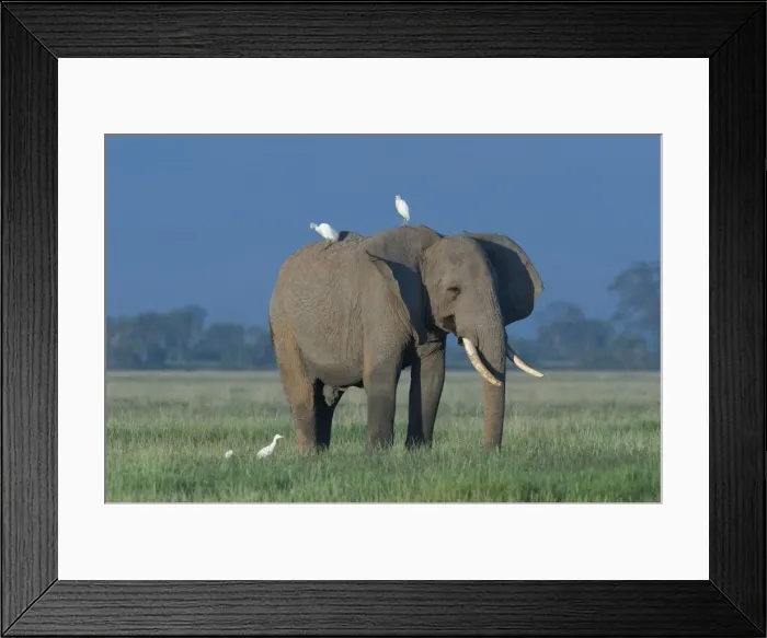 Framed Print : Picture No. 10895700 Framed Print : Picture No. 10895700