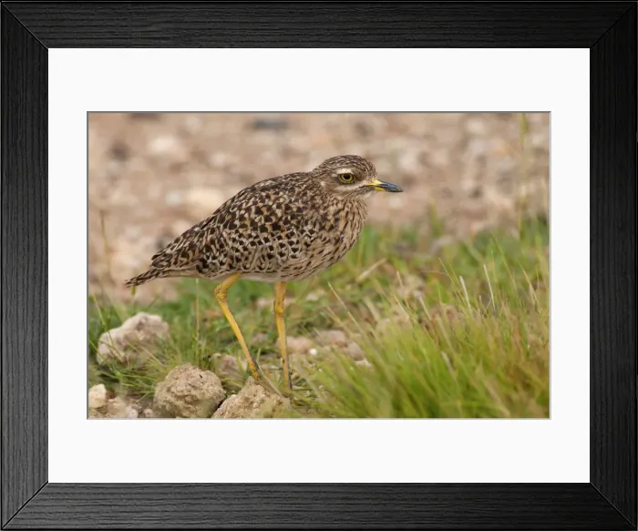 Framed Print : Picture No. 10895701 Framed Print : Picture No. 10895701