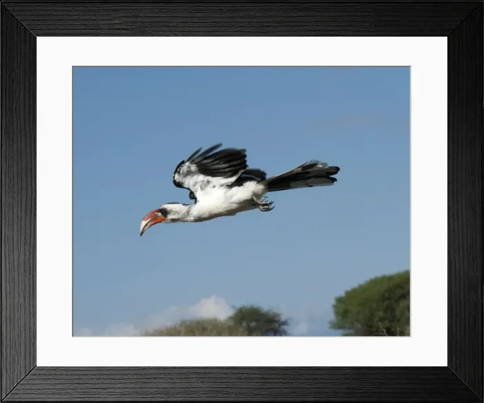 Framed Print : Picture No. 10895707 Framed Print : Picture No. 10895707