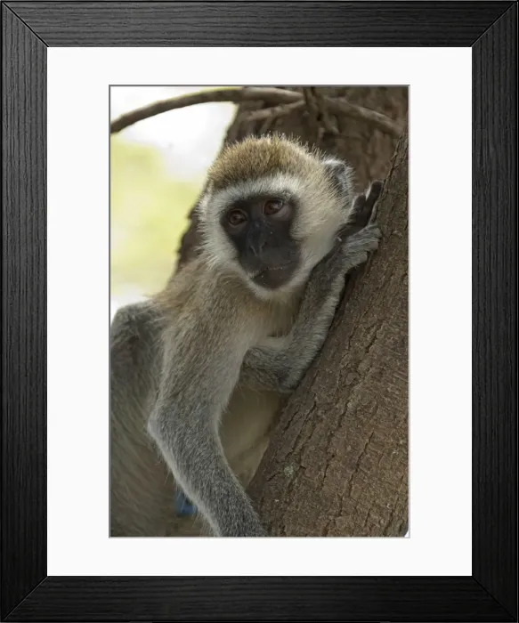 Framed Print : Picture No. 10895710 Framed Print : Picture No. 10895710
