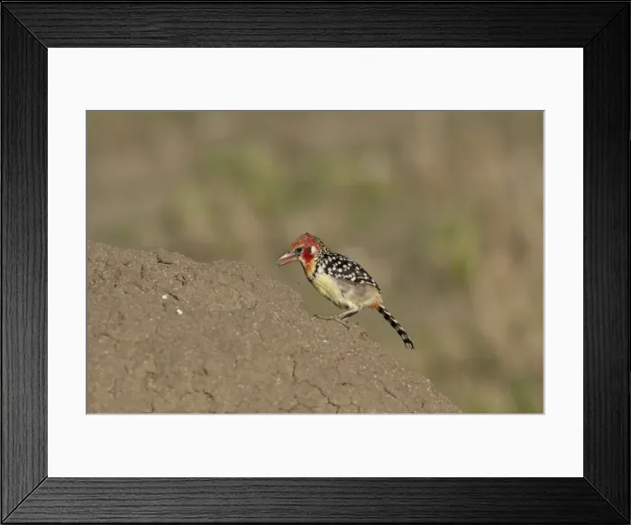 Framed Print : Picture No. 10895711 Framed Print : Picture No. 10895711