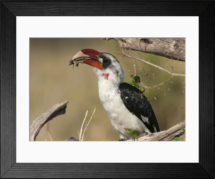 Framed Print : Picture No. 10895715 Framed Print : Picture No. 10895715