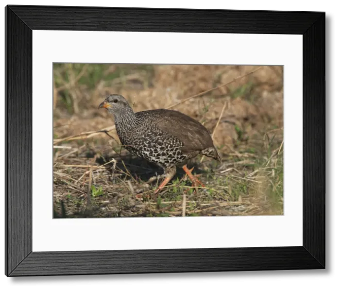 Framed Print : Picture No. 10895713 Framed Print : Picture No. 10895713