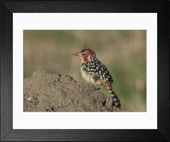 Framed Print : Picture No. 10895712 Framed Print : Picture No. 10895712