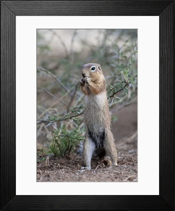 Framed Print : Picture No. 10895717 Framed Print : Picture No. 10895717