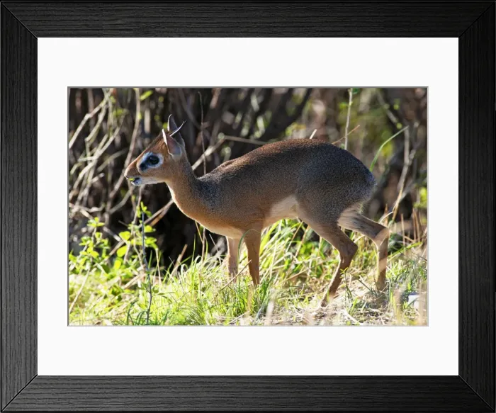 Framed Print : Picture No. 10895714 Framed Print : Picture No. 10895714