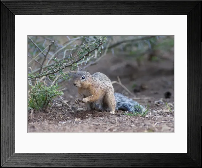 Framed Print : Picture No. 10895718 Framed Print : Picture No. 10895718