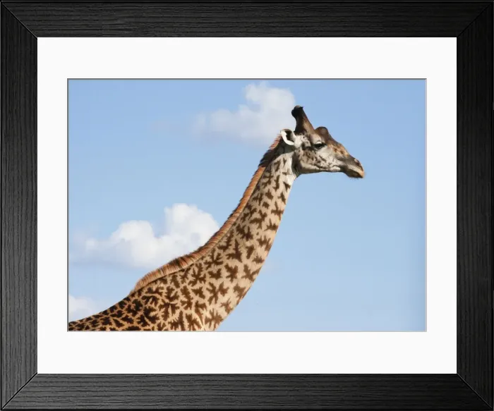 Framed Print : Picture No. 10895721 Framed Print : Picture No. 10895721
