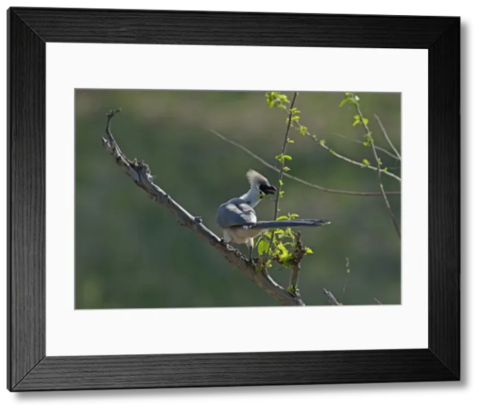 Framed Print : Picture No. 10895716
