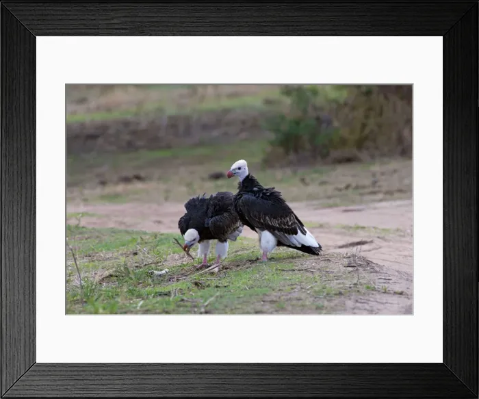 Framed Print : Picture No. 10895719 Framed Print : Picture No. 10895719