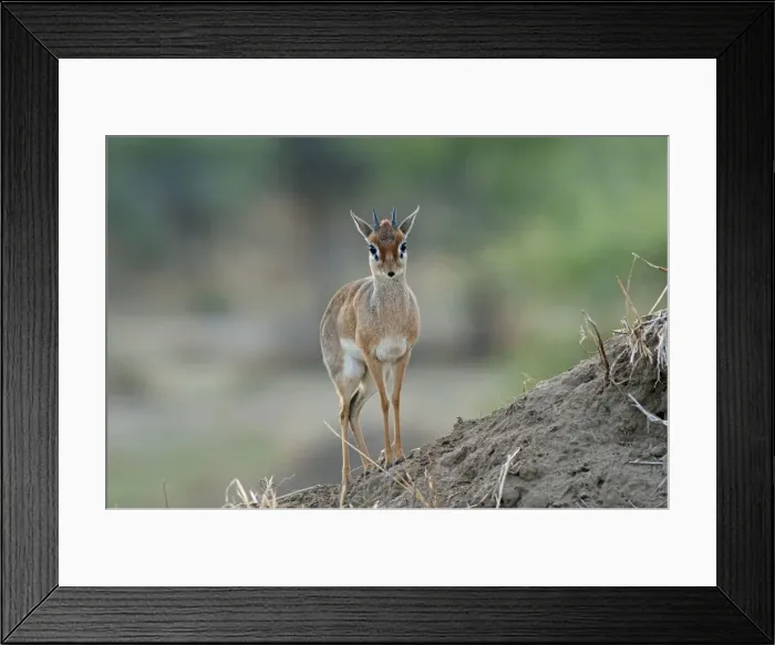 Framed Print : Picture No. 10895723 Framed Print : Picture No. 10895723