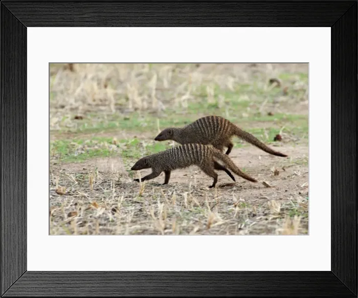 Framed Print : Picture No. 10895722 Framed Print : Picture No. 10895722
