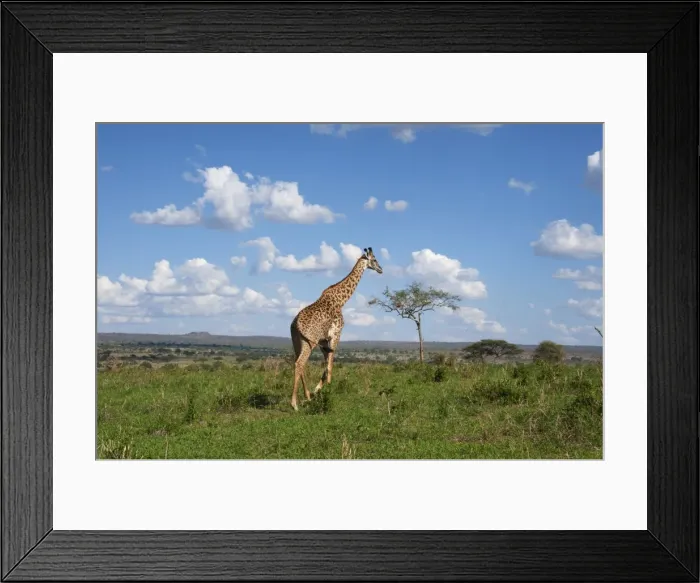 Framed Print : Picture No. 10895720 Framed Print : Picture No. 10895720