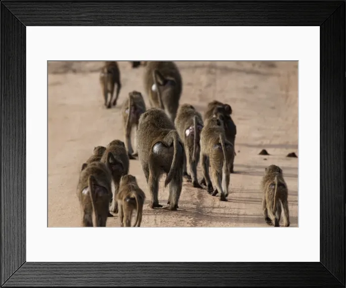 Framed Print : Picture No. 10895726 Framed Print : Picture No. 10895726