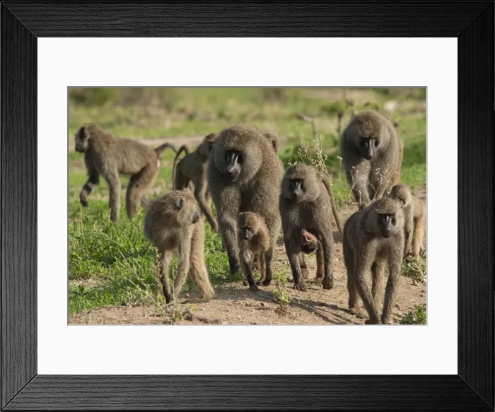 Framed Print : Picture No. 10895728