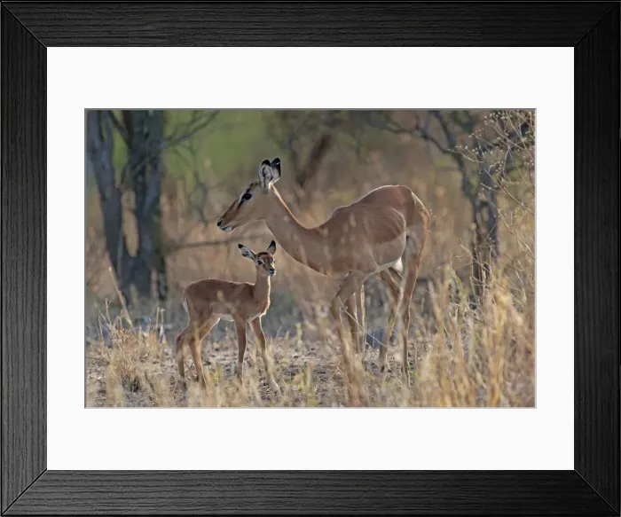 Framed Print : Picture No. 10895725 Framed Print : Picture No. 10895725