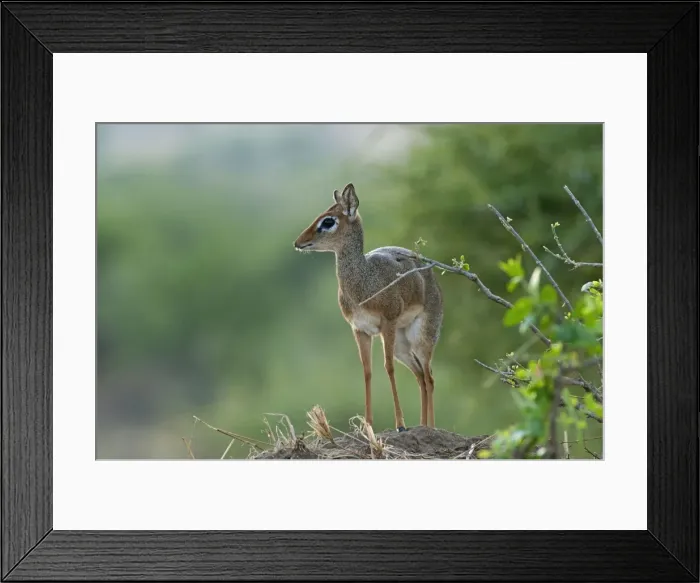 Framed Print : Picture No. 10895724 Framed Print : Picture No. 10895724