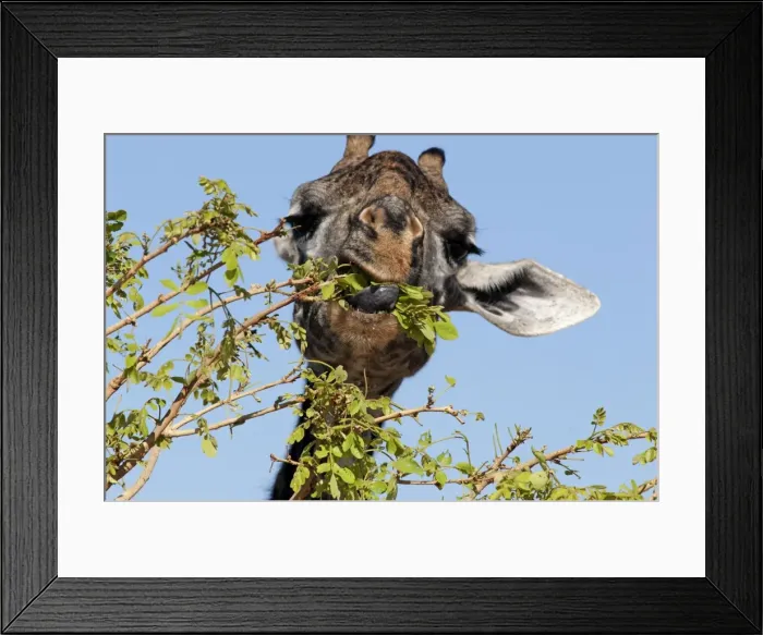 Framed Print : Picture No. 10895730 Framed Print : Picture No. 10895730
