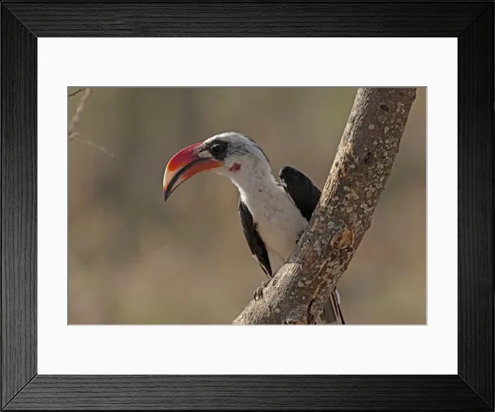 Framed Print : Picture No. 10895729 Framed Print : Picture No. 10895729