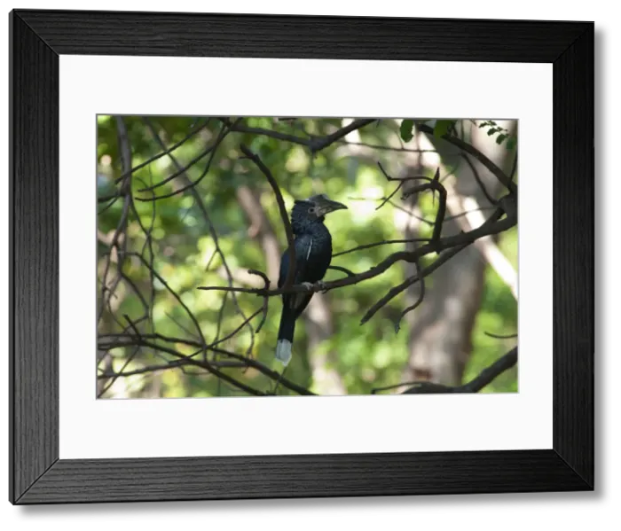 Framed Print : Picture No. 10895736 Framed Print : Picture No. 10895736
