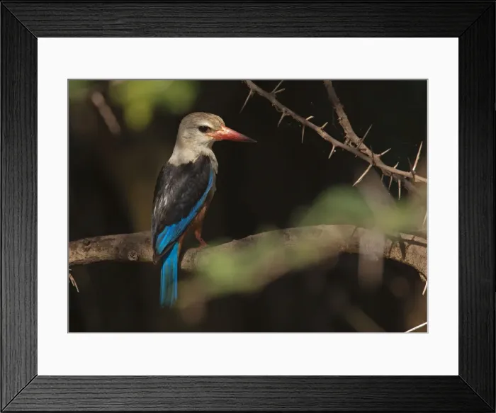 Framed Print : Picture No. 10895737 Framed Print : Picture No. 10895737