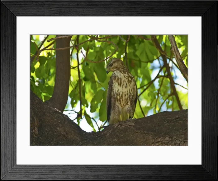 Framed Print : Picture No. 10895739 Framed Print : Picture No. 10895739