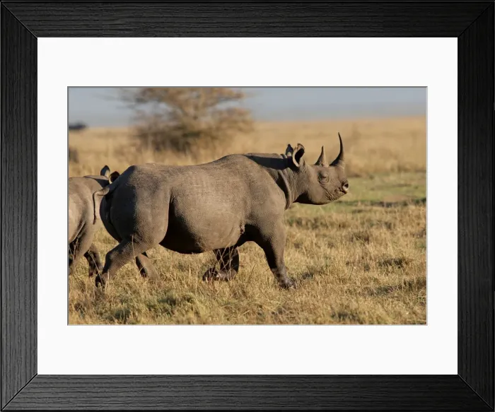 Framed Print : Picture No. 10895744