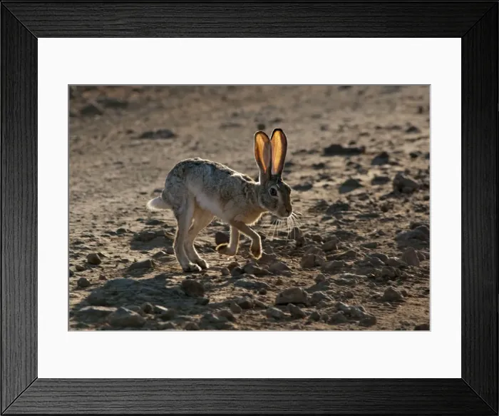 Framed Print : Picture No. 10895745 Framed Print : Picture No. 10895745