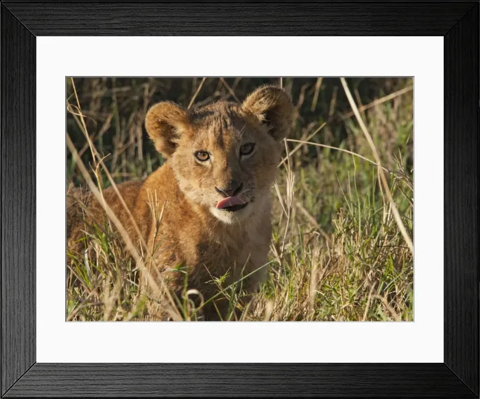Framed Print : Picture No. 10895746 Framed Print : Picture No. 10895746