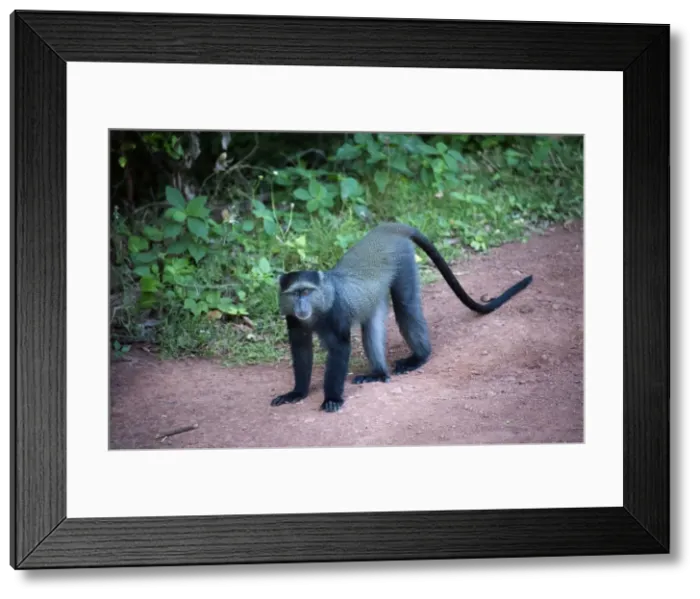 Framed Print : Picture No. 10895738 Framed Print : Picture No. 10895738
