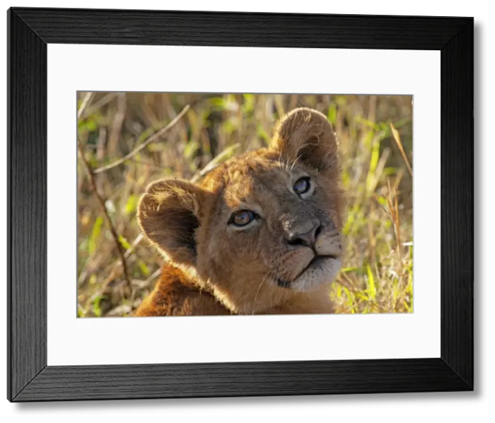 Framed Print : Picture No. 10895747 Framed Print : Picture No. 10895747