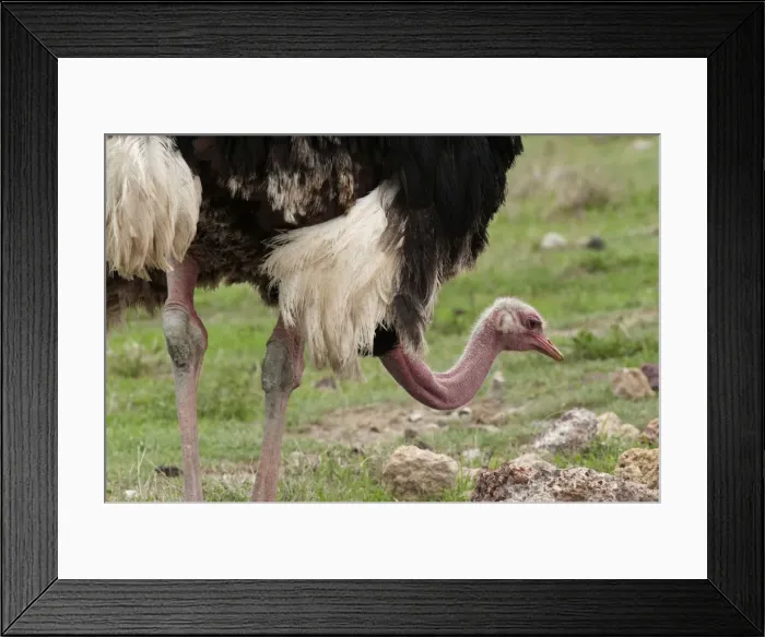 Framed Print : Picture No. 10895751 Framed Print : Picture No. 10895751