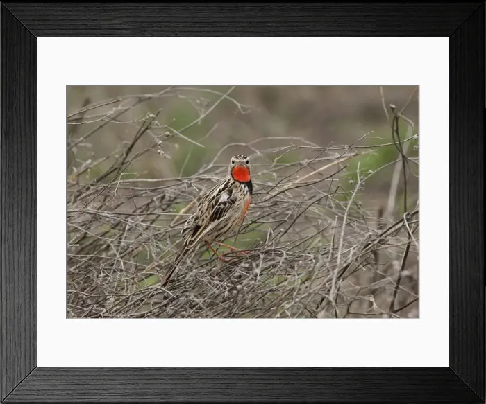 Framed Print : Picture No. 10895750 Framed Print : Picture No. 10895750
