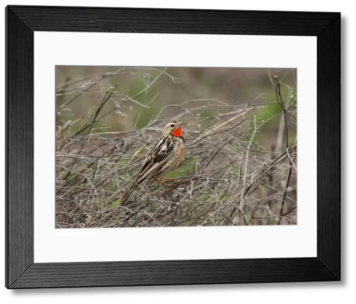 Framed Print : Picture No. 10895749 Framed Print : Picture No. 10895749