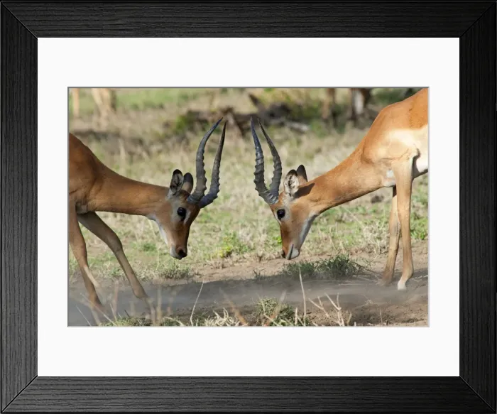 Framed Print : Picture No. 10895759 Framed Print : Picture No. 10895759
