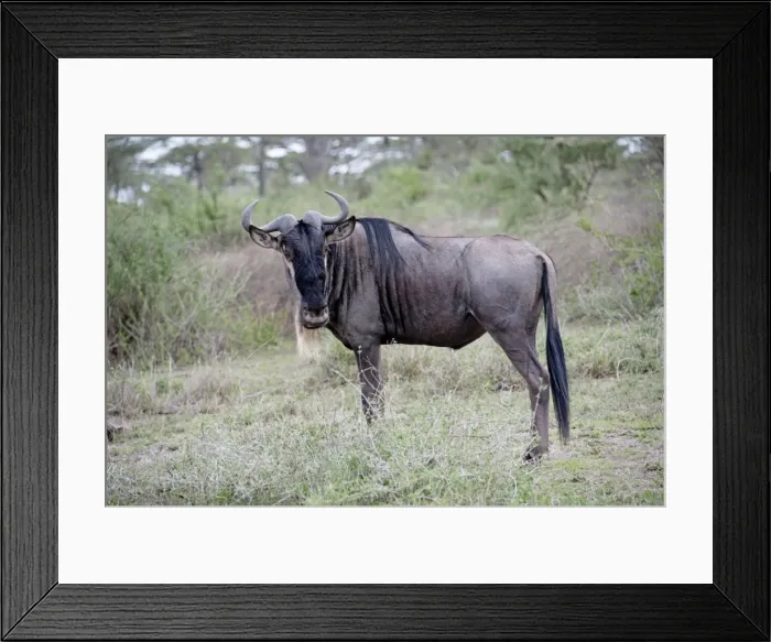Framed Print : Picture No. 10895756 Framed Print : Picture No. 10895756