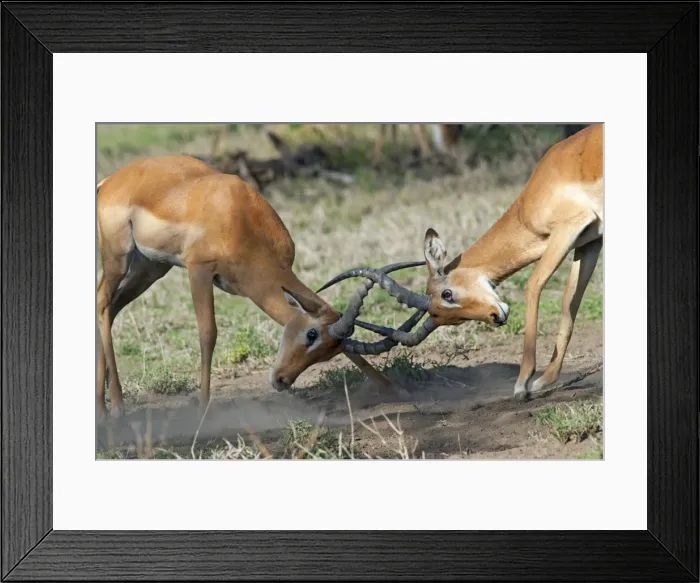 Framed Print : Picture No. 10895760 Framed Print : Picture No. 10895760