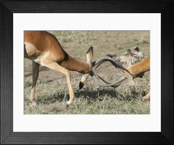 Framed Print : Picture No. 10895758 Framed Print : Picture No. 10895758