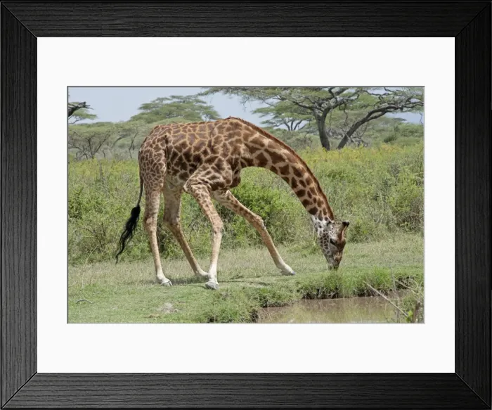 Framed Print : Picture No. 10895755 Framed Print : Picture No. 10895755