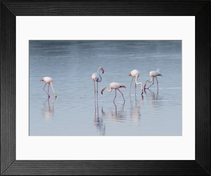 Framed Print : Picture No. 10895761 Framed Print : Picture No. 10895761