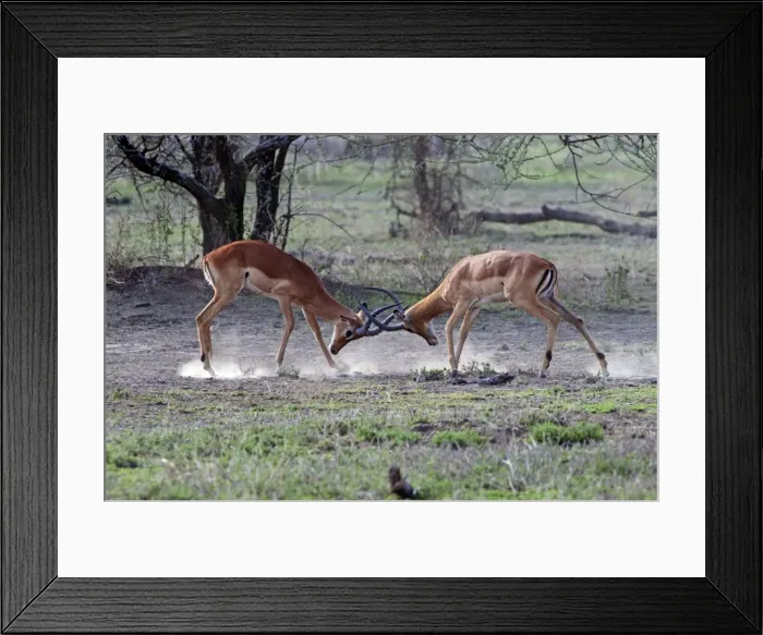Framed Print : Picture No. 10895757 Framed Print : Picture No. 10895757