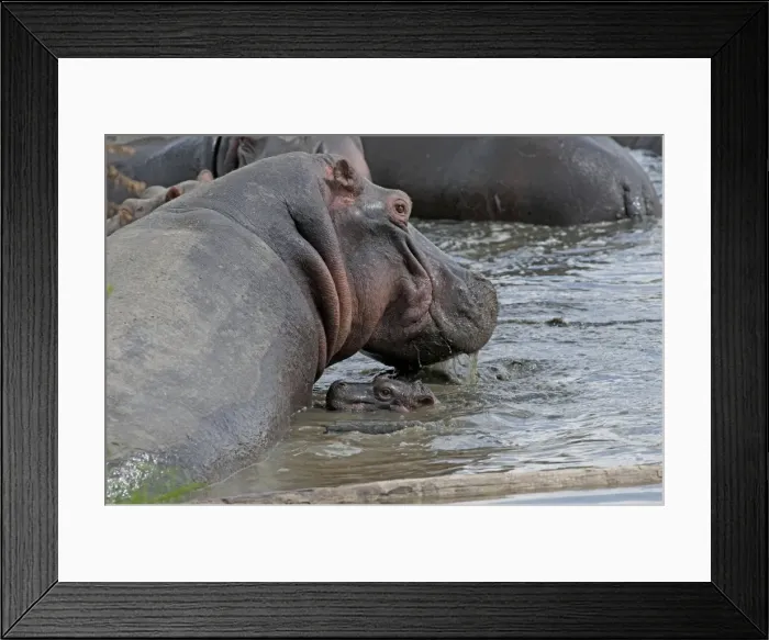 Framed Print : Picture No. 10895768 Framed Print : Picture No. 10895768