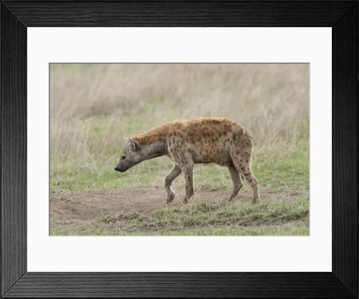 Framed Print : Picture No. 10895772 Framed Print : Picture No. 10895772