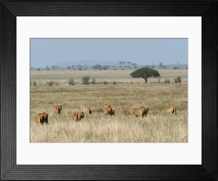 Framed Print : Picture No. 10895774 Framed Print : Picture No. 10895774
