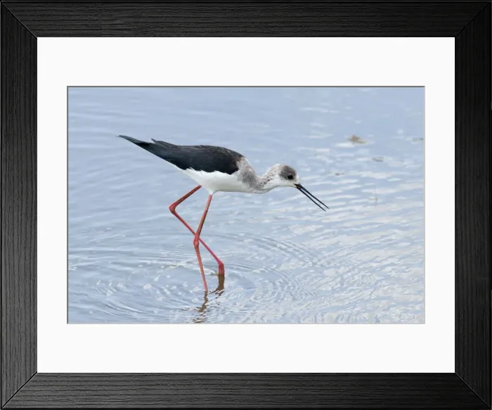 Framed Print : Picture No. 10895776 Framed Print : Picture No. 10895776
