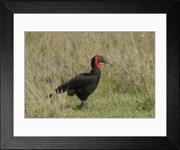 Framed Print : Picture No. 10895779 Framed Print : Picture No. 10895779